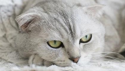 U23男足亚洲杯即将启幕 中国队能否创造历史？