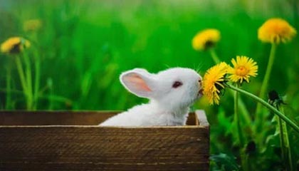 U23男足亚洲杯即将启幕 中国队能否创造历史？